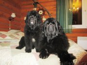 Превью фото № 146875