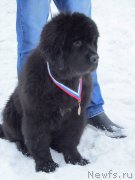 Превью фото № 146933