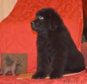 Превью фото № 146944