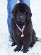 Превью фото № 146950