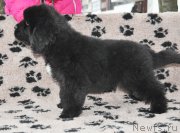 Превью фото № 147029