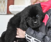 Превью фото № 147032