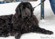 Превью фото № 147069