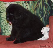 Превью фото № 147076