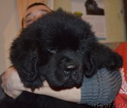 Превью фото № 147083