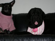 Превью фото № 147089