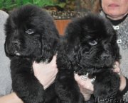 Превью фото № 147128