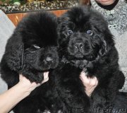 Превью фото № 147129