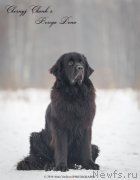 Превью фото № 147162