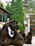 Превью фото № 147212