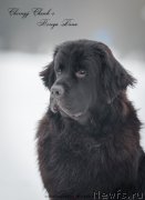 Превью фото № 147234