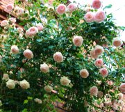 Превью фото № 147235