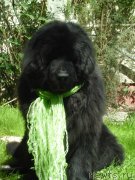 Превью фото № 147278