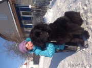 Превью фото № 147302