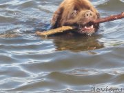 Превью фото № 147329