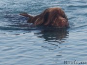 Превью фото № 147343