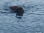 Превью фото № 147344