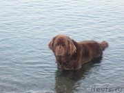 Превью фото № 147345