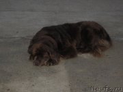 Превью фото № 147348