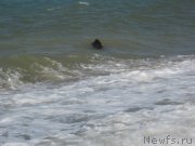 Превью фото № 147352