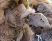 Превью фото № 147376