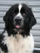 Превью фото № 147499