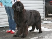 Превью фото № 147501