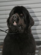 Превью фото № 147517