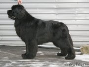 Превью фото № 147520