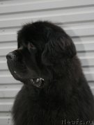 Превью фото № 147525