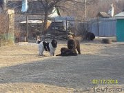 Превью фото № 147539