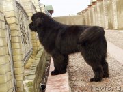 Превью фото № 148010