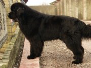 Превью фото № 148011