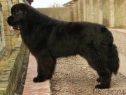 Превью фото № 148012