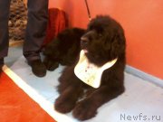 Превью фото № 148016