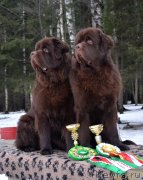 Превью фото № 148027