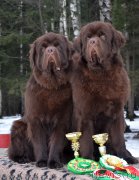 Превью фото № 148028