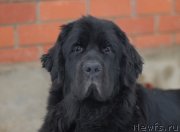 Превью фото № 148063