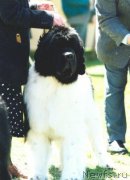 Превью фото № 148180