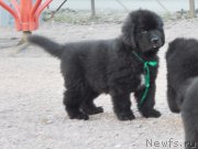 Превью фото № 148193