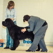 Превью фото № 148253