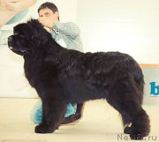 Превью фото № 148256