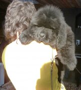 Превью фото № 148264