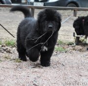 Превью фото № 148297