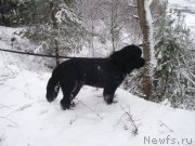 Превью фото № 148316