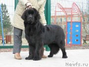 Превью фото № 148330