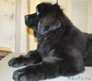 Превью фото № 148340