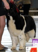 Превью фото № 148349