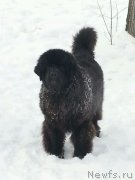 Превью фото № 148370