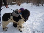 Превью фото № 148417